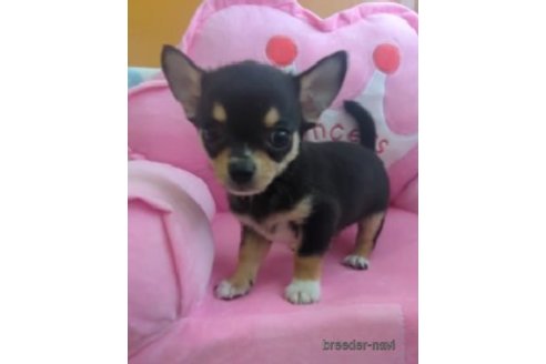 成約済の福岡県のチワワ(スムースコート)-253446の3枚目